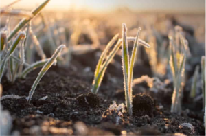 METEOROLOJİ UYARMIŞTI ZİRAİ DON EKİLİ ÜRÜNLERE ZARAR VERDİ