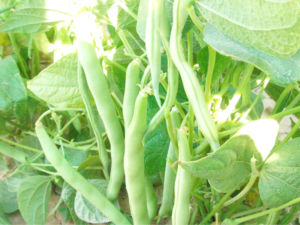 ŞUHUT’TA FASULYE HASADI BAŞLADI