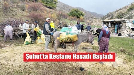 Şuhut’ta Kestane Hasadı Başladı
