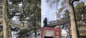 Şuhut’ta Kedinin İmdadına İtfaiye Yetişti