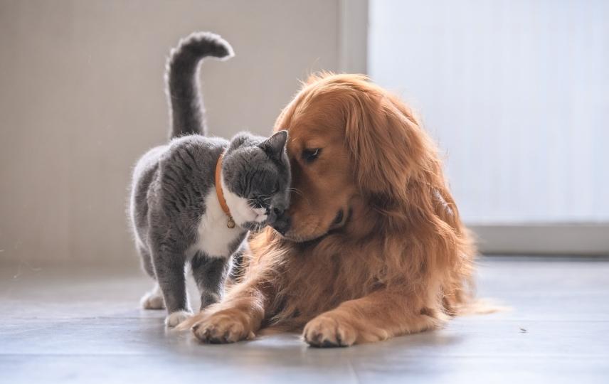 Afyonkarahisar’da Evcil Hayvan Sahiplerine Kritik Uyarı 31 Aralık Son Gün