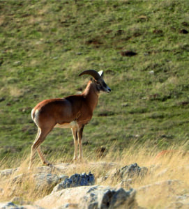 Şuhut’ta Anadolu Yaban Koyunu’nun Geleceği Güvence Altında