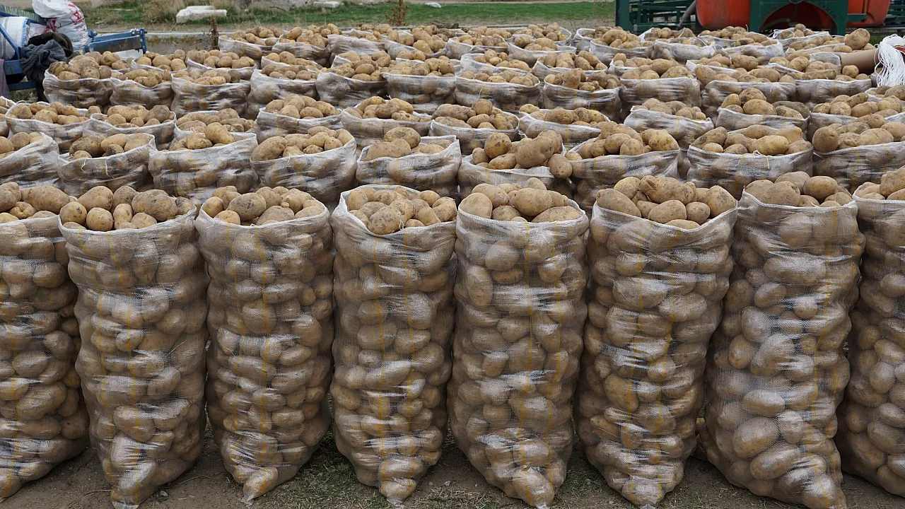 MENŞE ADIYLA TESCİLLENMİŞ PATATESLERİMİZ VE ŞUHUT PATATESİ – BAKİYE KILIÇ ONUK