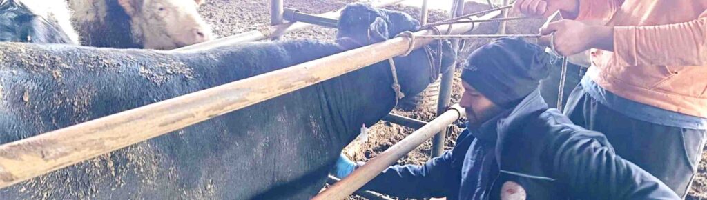 Şuhut’ta İthal Besilik Sığırlara Sağlık Kontrolü ve Aşılama Çalışmaları Sürüyor