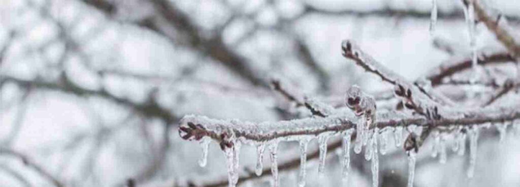 Afyon ve Çevresi İçin Zirai Don Uyarısı: Soğuk Hava Geliyor