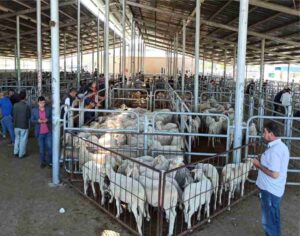 Şuhut’ta Kurban Bayramı Tedbirleri Açıklandı: Kurallara Uymayanlara 18 Bin 243 TL Ceza