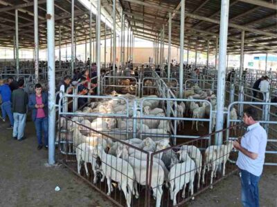 Şuhut’ta Kurban Bayramı Tedbirleri Açıklandı: Kurallara Uymayanlara 18 Bin 243 TL Ceza