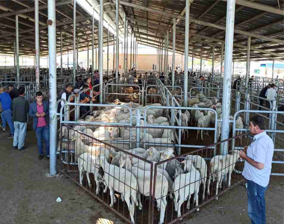 Şuhut’ta Kurban Bayramı Tedbirleri Açıklandı: Kurallara Uymayanlara 18 Bin 243 TL Ceza