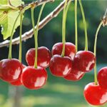 ŞUHUT VİŞNE ÜRETİMİNDE TÜRKİYE BİRİNCİSİ OLDU