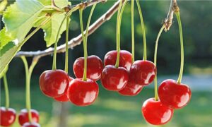 ŞUHUT VİŞNE ÜRETİMİNDE TÜRKİYE BİRİNCİSİ OLDU