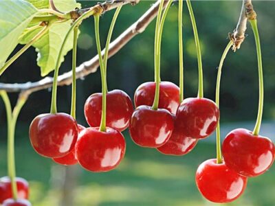 ŞUHUT VİŞNE ÜRETİMİNDE TÜRKİYE BİRİNCİSİ OLDU