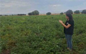 ŞUHUT’TA PATATES ÜRETİM ALANLARINDA SAHA KONTROLLERİ SÜRÜYOR