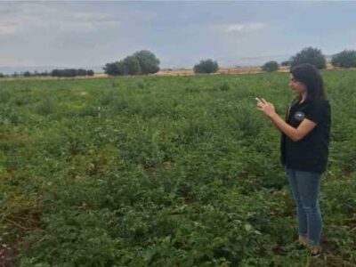 ŞUHUT’TA PATATES ÜRETİM ALANLARINDA SAHA KONTROLLERİ SÜRÜYOR
