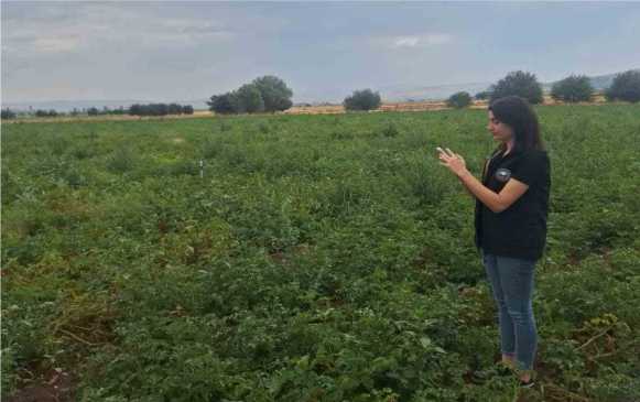 ŞUHUT’TA PATATES ÜRETİM ALANLARINDA SAHA KONTROLLERİ SÜRÜYOR