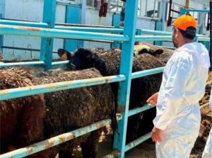 Afyon’da Besilik Hayvanlara Sağlık Kontrolü: Şap Aşılaması Ve Tüberkülin Testi Yapıldı