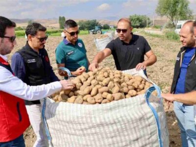 Şuhut’ta Patates Tarlalarında Hasat Mesaisi Yerinde Takip Edildi