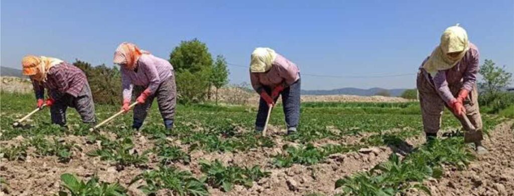 ŞUHUT’TA ÇİFTÇİLERE ÖNEMLİ UYARI: KONTROL LİSTELERİ ASKIYA ÇIKARILDI