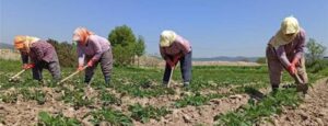 ŞUHUT’TA ÇİFTÇİLERE ÖNEMLİ UYARI: KONTROL LİSTELERİ ASKIYA ÇIKARILDI