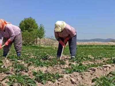ŞUHUT’TA ÇİFTÇİLERE ÖNEMLİ UYARI: KONTROL LİSTELERİ ASKIYA ÇIKARILDI